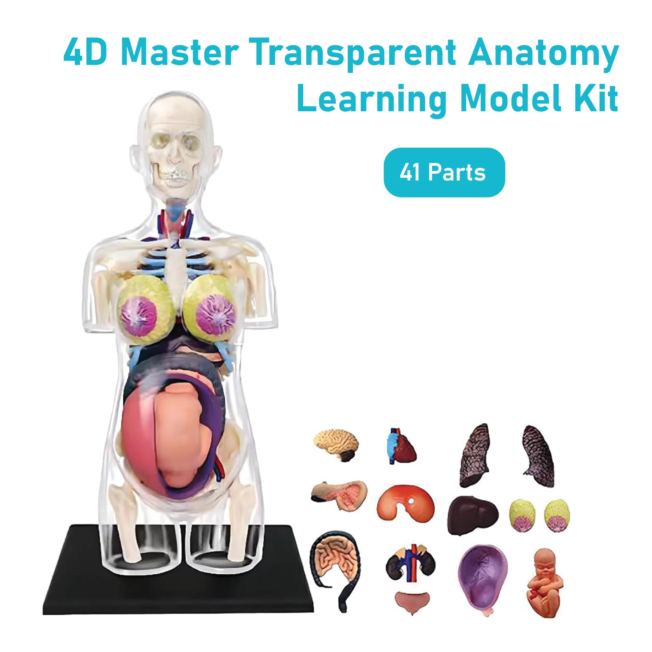 LABZIO 4D Transparent Pregnant Female Torso Anatomy Model Kit