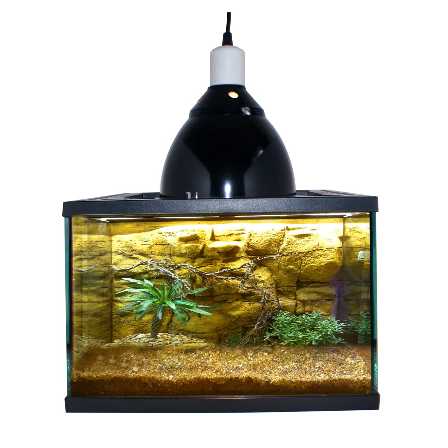 Glas-Terrarium Push Up mit Belüftungsöffnung und Futterloch für Lebende Reptilien Bartagamen, Leguan (30,5 x 30,5 x 20,3 cm)