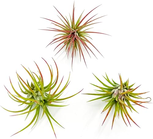 Miniatura 16 de ragnaroc Plantas de aire - Tillandsia Ionantha Rubra, Regular 2-3" - 12ct - Llegada viva garantizada - Plantas de interior para decoración del hogar