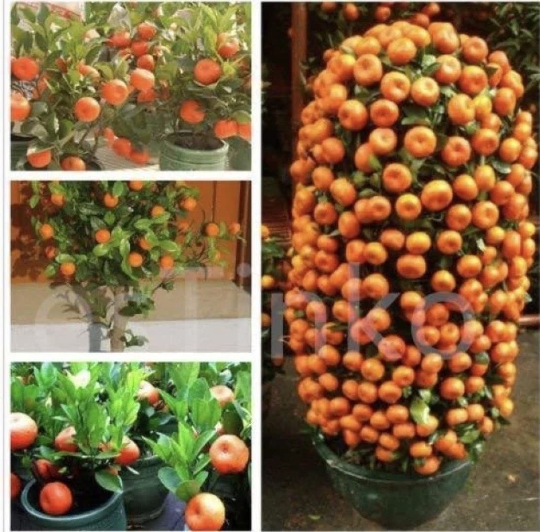Hybrid Home Bonsai Sweet Orange Fruit Plant - *1 All Season Delicious Fruit Live Plant Without Pots (B0C1X81LCH) Amazon Price History, Amazon Price Tracker