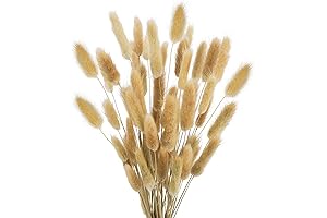 17' Natural Bunny Tails, Dried Lagurus Ovatus|Dried Flowers