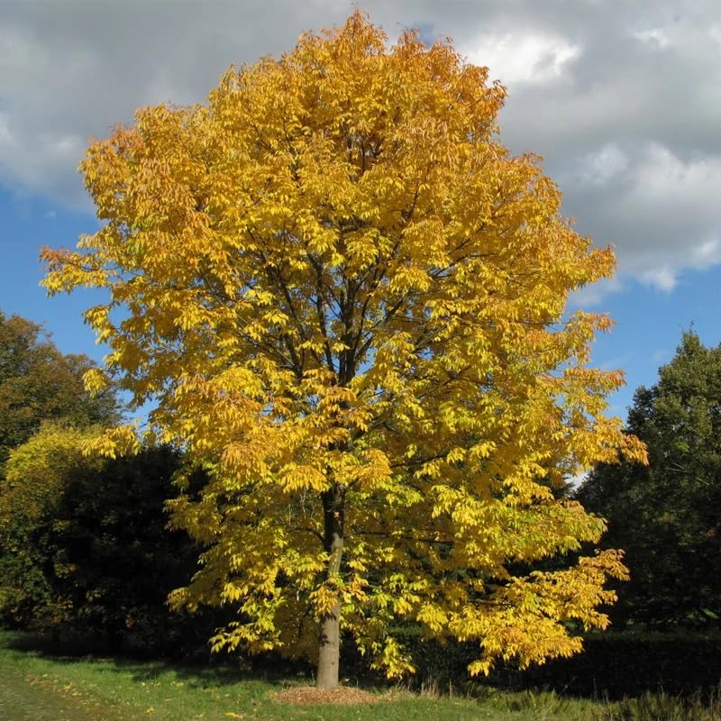 Fraxinus Americana d.w. (White Ash) Tree Seeds, Majestic Stature, Attractive Foliage, and Versatile Wood, Seeds by MySeeds.Co, You Choose The Amount (1 oz)