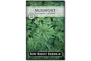 Sow Right Seeds Patchouli Herb Seeds for Planting - Non-GMO Heirloom Seeds...