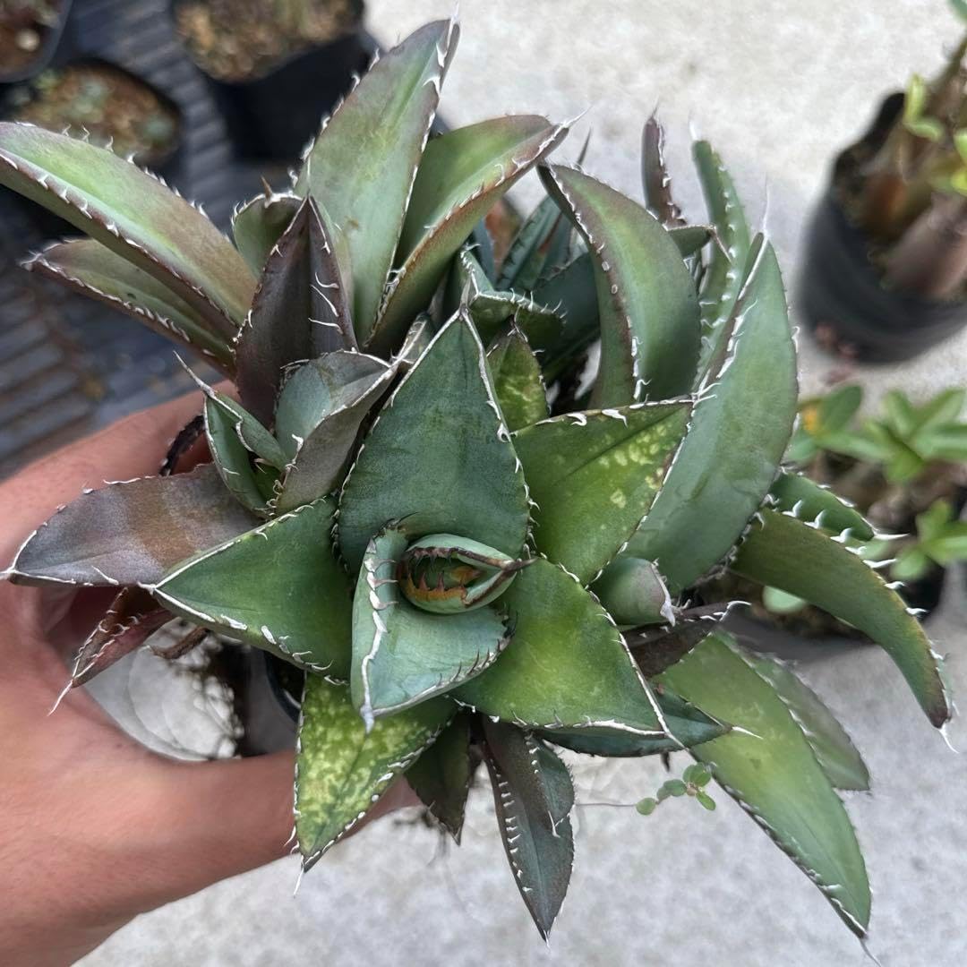 アガベ チタノタ 実生 7株 鉢ごと発送 オテロイ