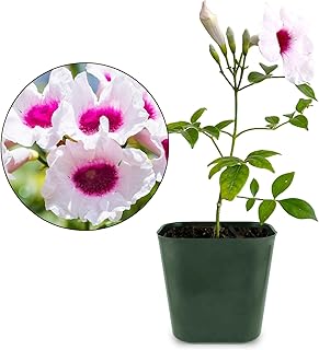 My Shelfie - Pink Bower Flower Vine, Pink Plant Vine for Trellises, Railings, Balconies, and More, 5-6 Inches Tall Live Plants in 2-Inch Pot, Outdoor Plant for USDA Zones 9-11