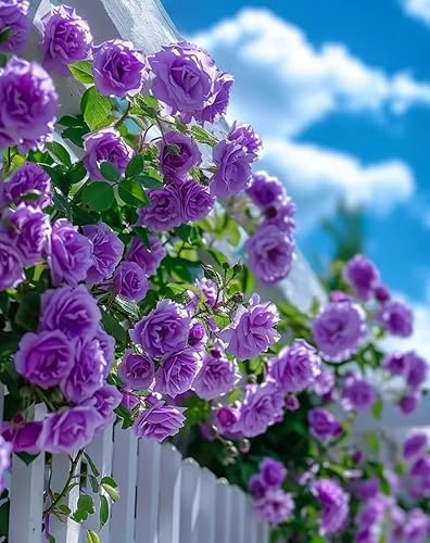 Miniatura 2 de Purple Climbing Rose Seeds Bush Vine Climber Fragante Mariposa Rara No OGM Heirloom 100pcs