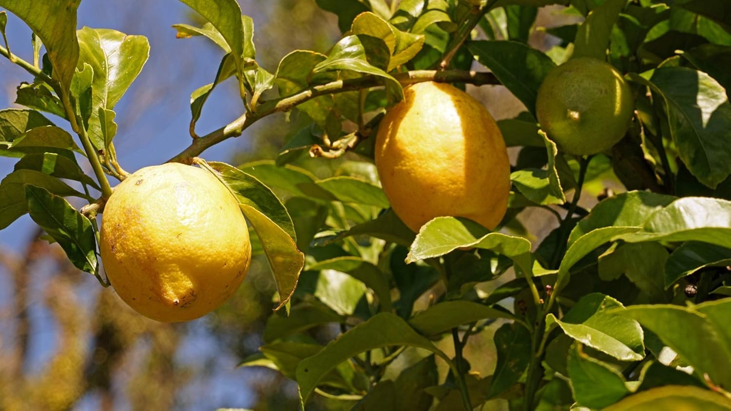 Grehge Freshly Picked Unwaxed Lemons 5 lbs box (12 to 16 pcs) - Naturally Grown in Southern California