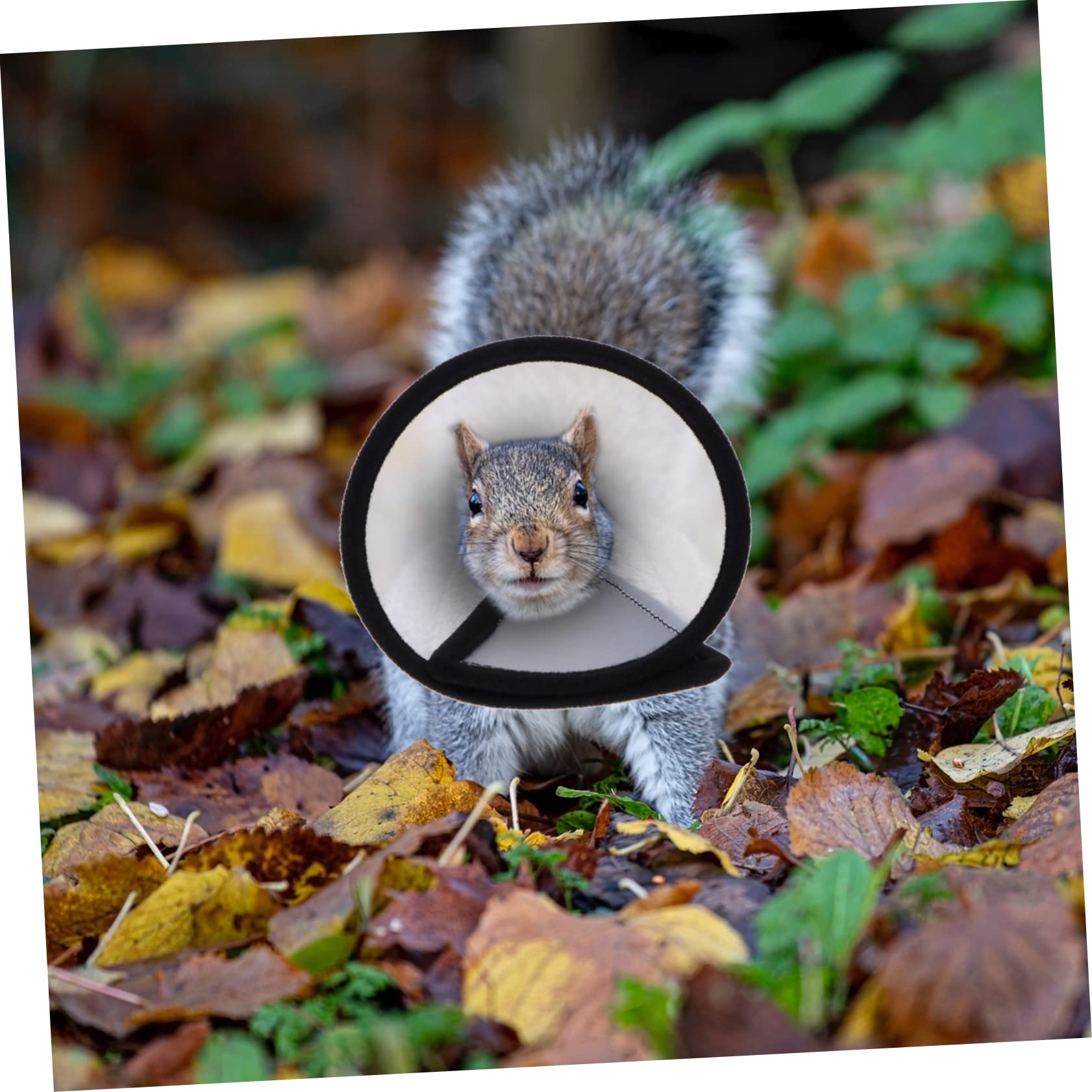 balacoo 2sets Pet Collar Hamster Neckband Abrasion-Resistant Pet Supplies 2pcs*2