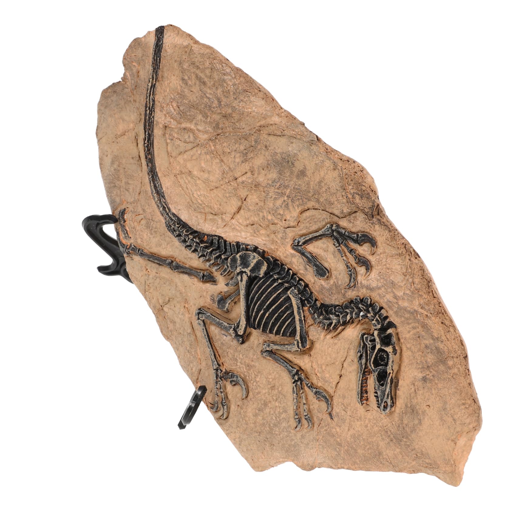 Set Di Fossili Di Dinosauro Ornamento Di Fossili Di Dinosauro Giocattolo Da Tavolo Per Ragazzo Ragazza Ragazzi