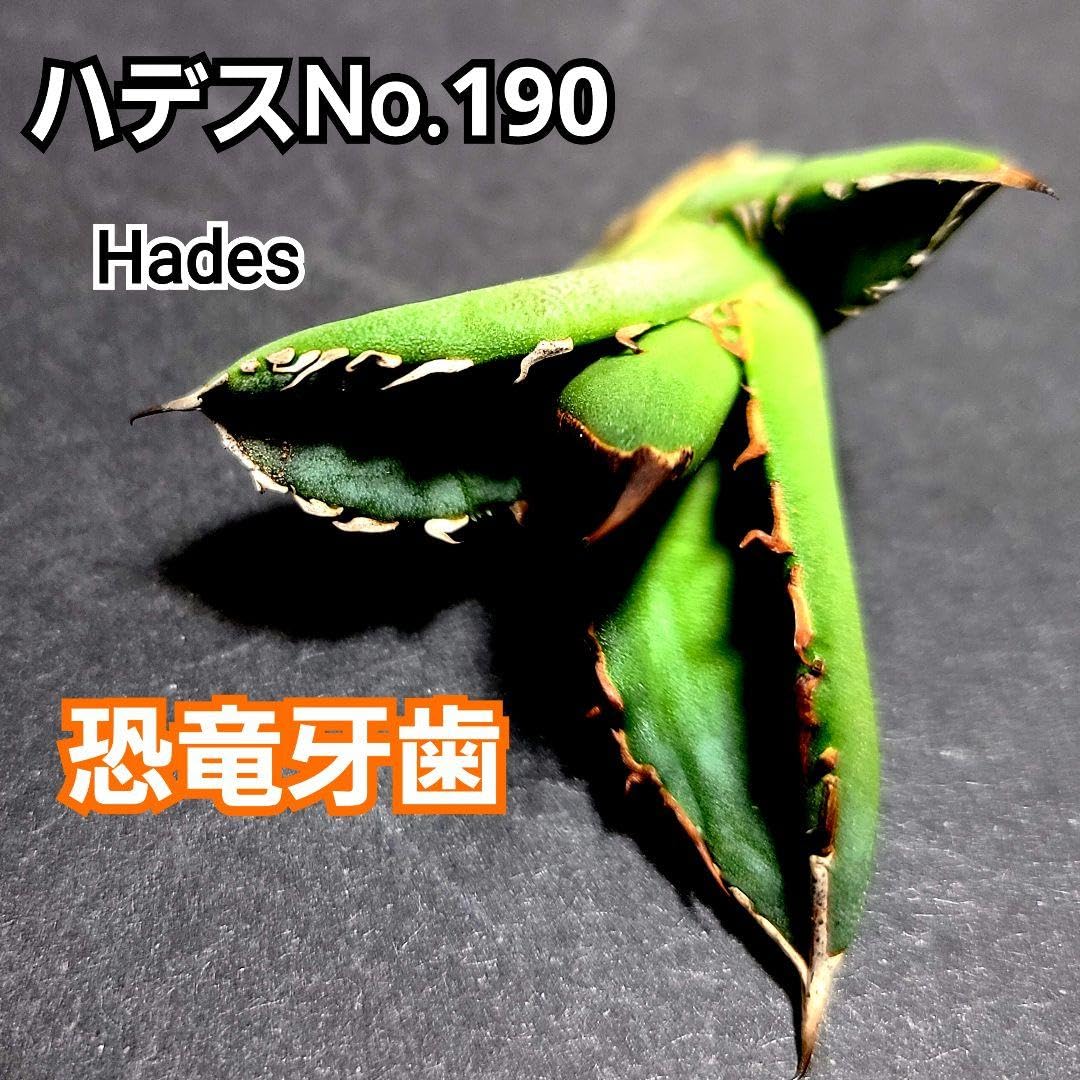 Amazon.co.jp: アガベ チタノタ ハデス No.190 恐竜牙歯 優良血統子株