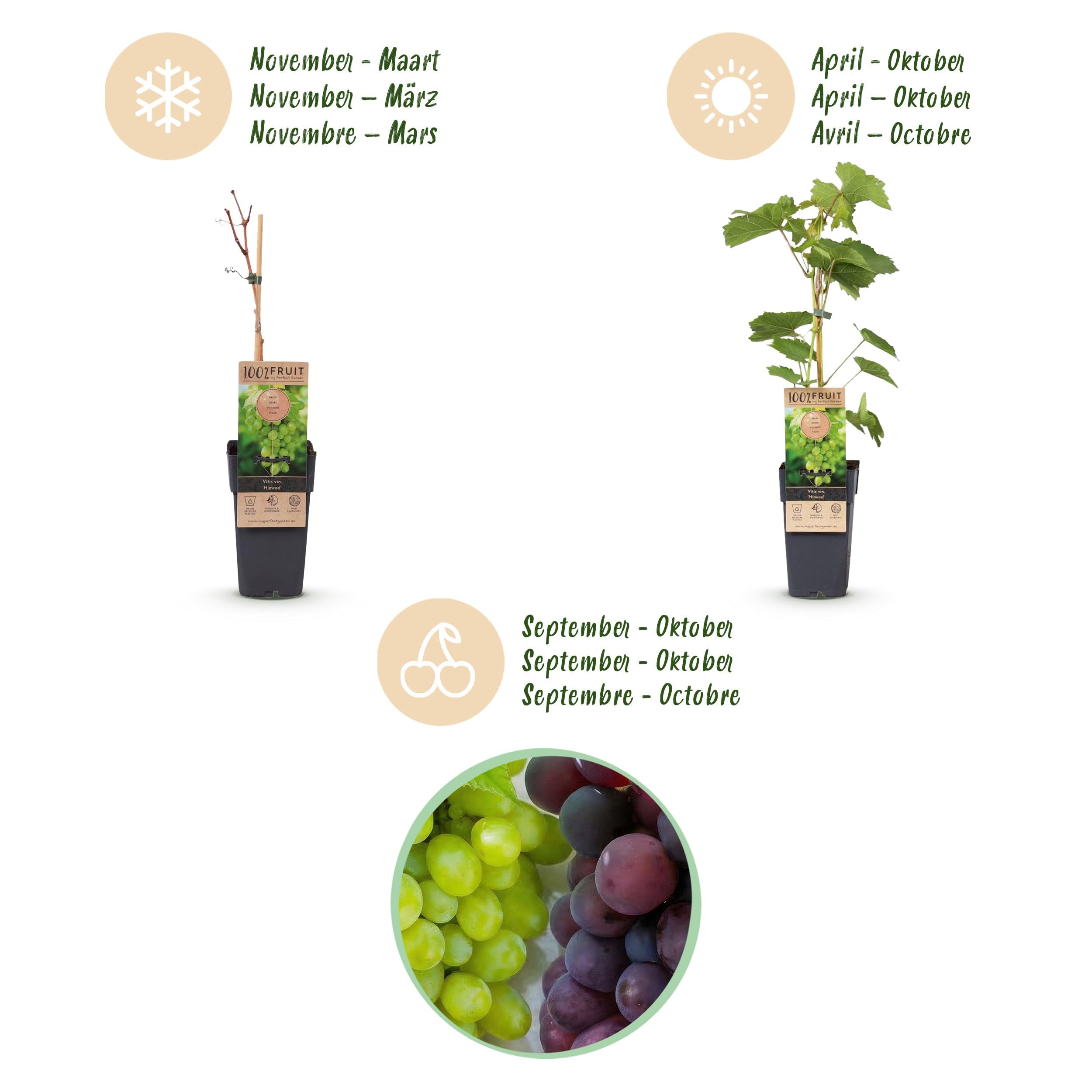 Green boutiQ - Obstpflanze - Vitis vinifera Himrod - Vanessa - Weinrebe - Kernlos - Blaue & Weiße Traube - 2 Pflanzen - Topf 15cm - Höhe 50cm