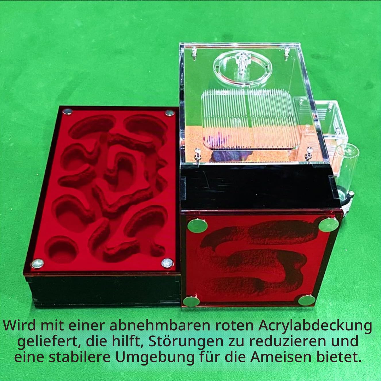 Ameisenfarm für lebende Ameisen - für kleine Ameisen-Klonie - Natürliches Lernspielzeug - Tolles Geschenk