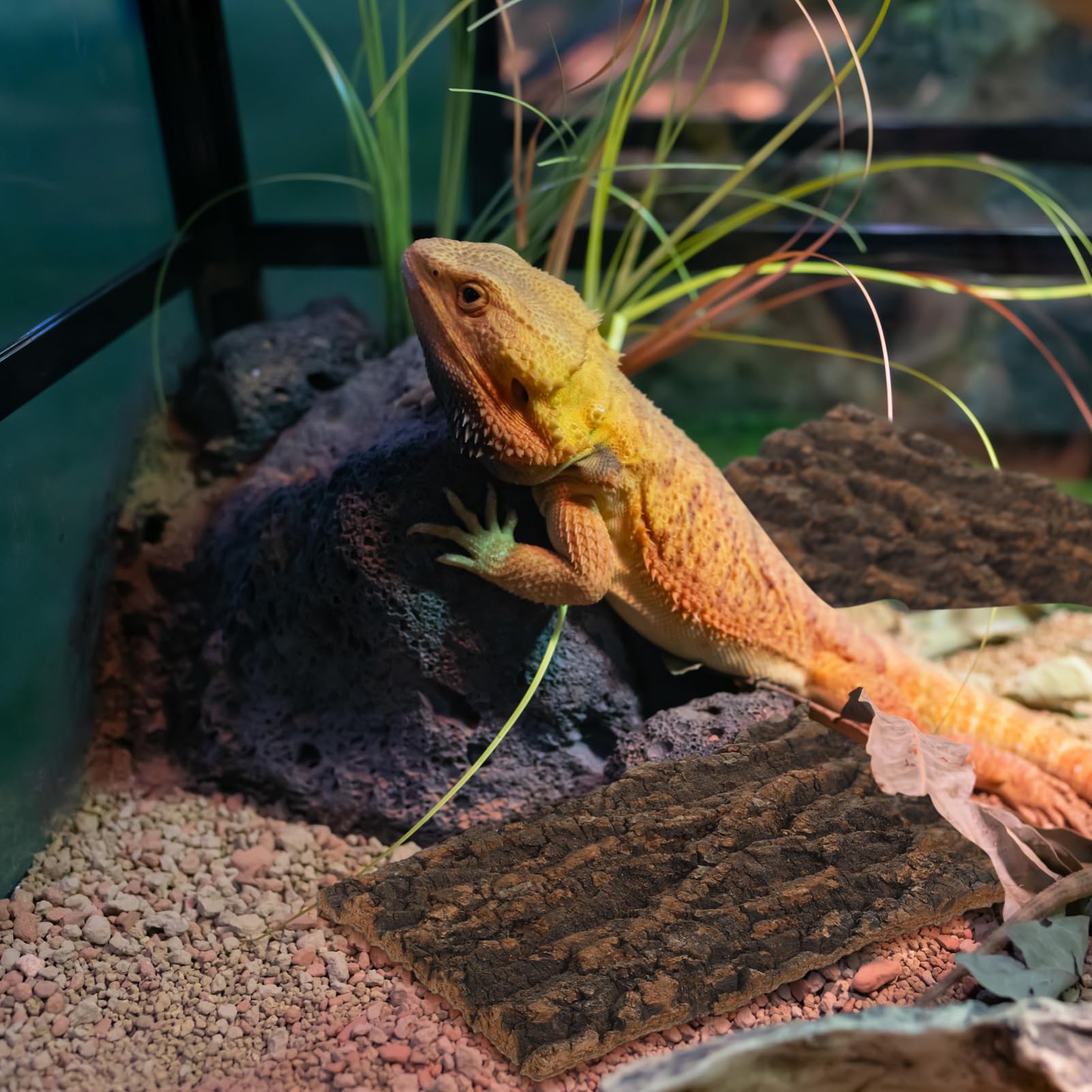 DOITOOL Indoor Terrarium Bark Decoration 7.87X4.13 Inch Reptile Tank Background Natural Cork Vivarium Accessories for Gecko Snake Lizard Habitat Wall - Image 2