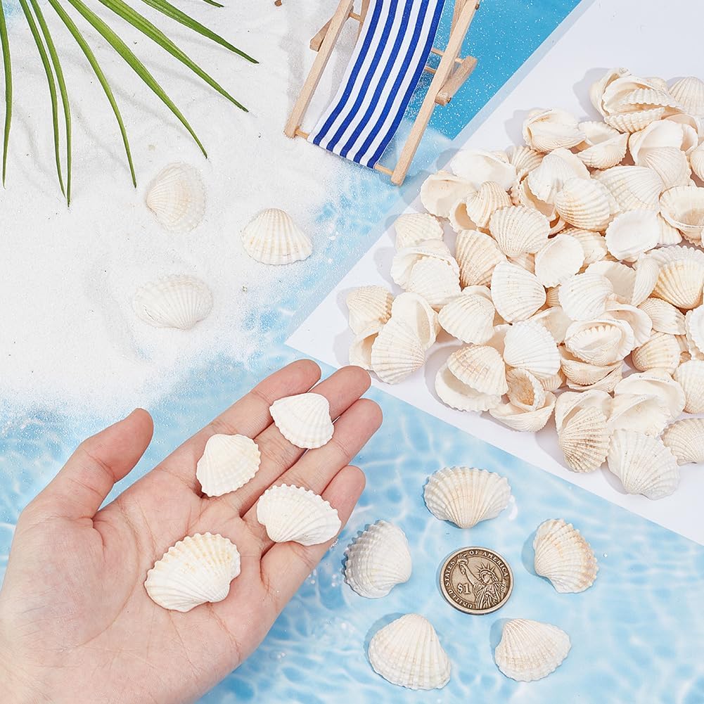 300Pcs Small Clam Shells Seashell Decorations Natural Summer Beach Sea Ocean Themed Animals No Hole Undrilled Bead Ornament for Wedding Home Beach Theme Party Fish Tank Vase DIY Decoration