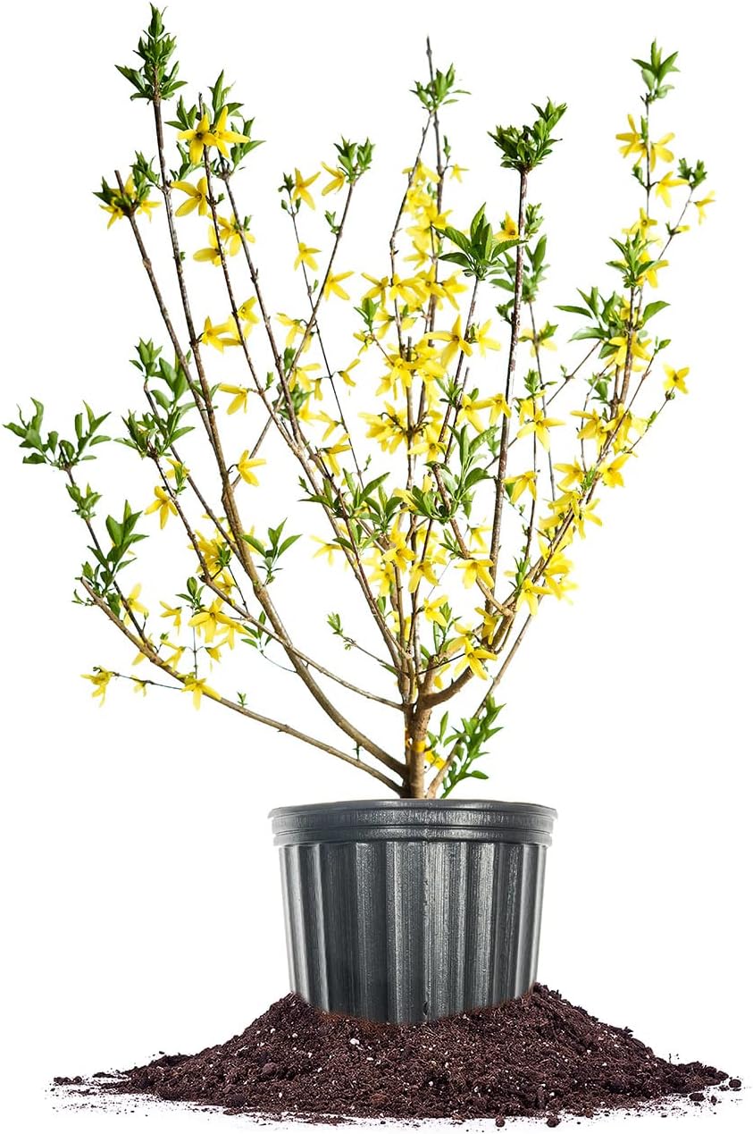 PERFECT PLANTS Lynwood Gold Forsythia Shrub 3 Gallon | Live Shrubs for Outdoor Planting | Fast Growing & Provides Privacy | Gorgeous Yellow Flower in Spring