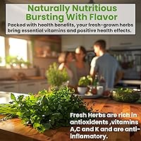 Vista 4 de Kit de semillas de 5 variedades de hierbas, orégano, cilantro, perejil, albahaca, cebollino