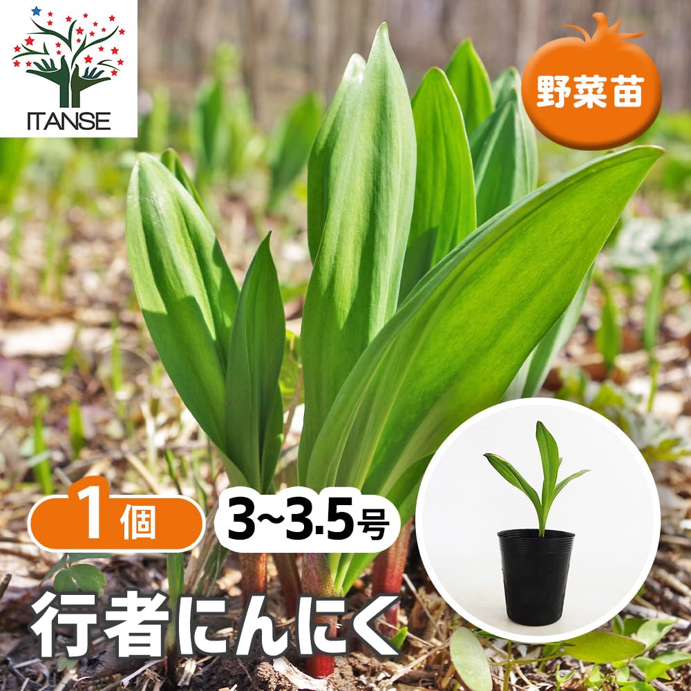 Amazon.co.jp: ITANSE 行者にんにく 3～3.5号 1個売り 山菜苗
