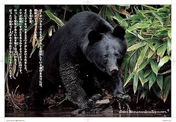 ともに生きる 山のツキノワグマ | 前川貴行, 前川貴行 |本