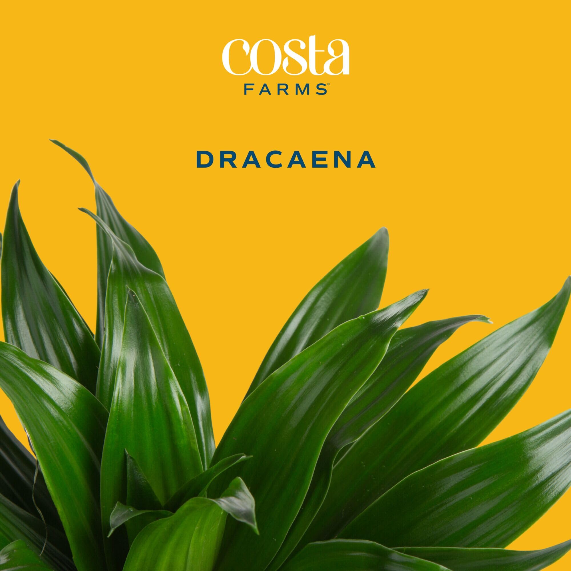 Amazon.com : Costa Farms Dracaena Golden Heart Live Indoor Plant, Easy to  Grow Houseplant in Modern Plant Pot, Potting Soil, Living Room, Home and  Office Decor, Housewarming Gift, 2-3 Feet Tall :