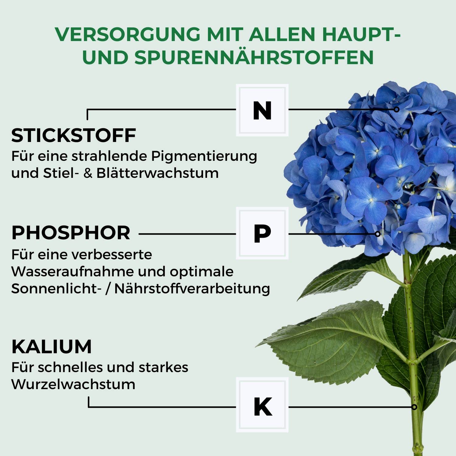 Allflor Hortensiendünger I Rhododendron Dünger I Blumendünger flüssig I 10 x 500 ml I Fördert langanhaltende Blütenpracht bei Zimmer- & Balkonpflanzen I Flüssigdünger