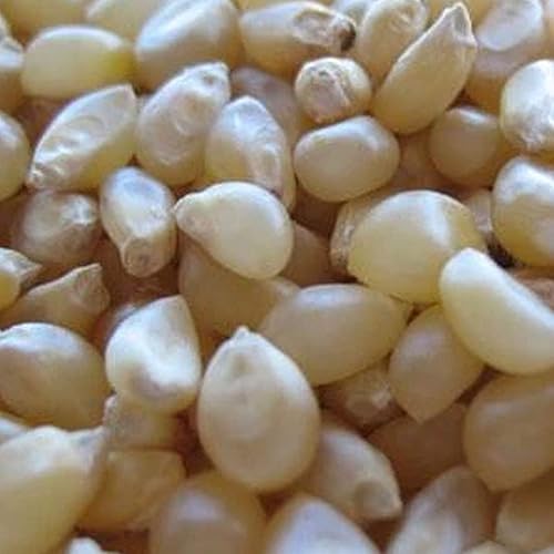 Palomitas de maíz japonesas sin cáscara, 1 libra 3,200 semillas, sin OMG, reliquia, polinizadas abiertas, semillas de jardinería vegetal, maíz pop