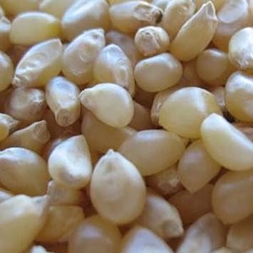 فشار Hulless الياباني - 1/2 OZ 100 Seeds - غير GMO ، Heirloom ، Open Pollined - Vegetable Gardening Seeds - Pop Corn