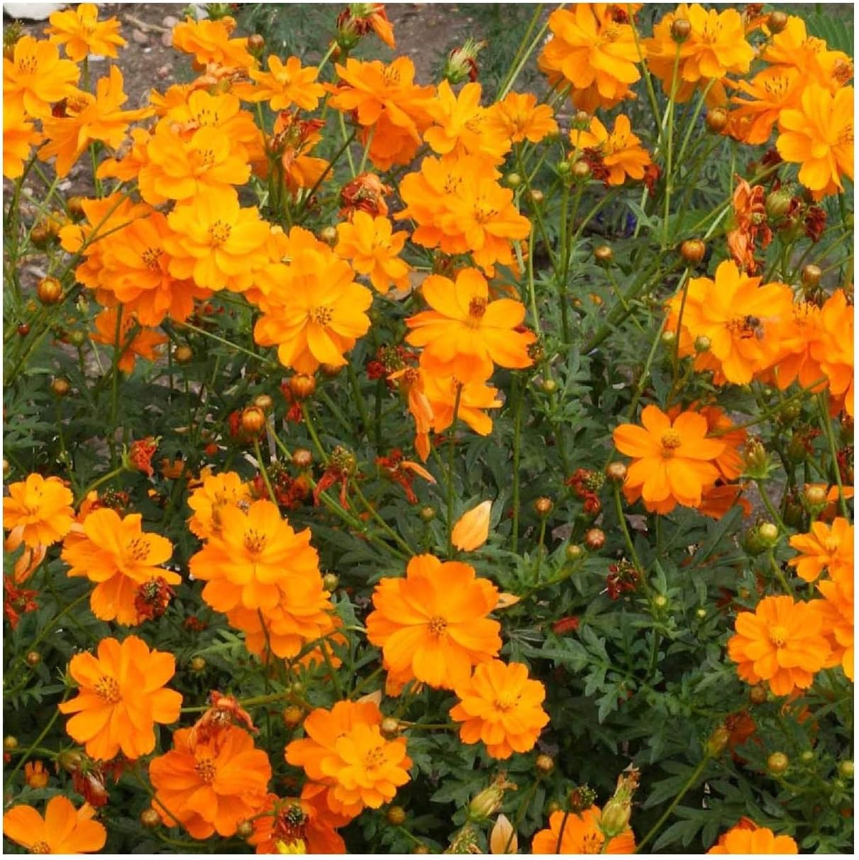 Everwilde Farms - 1 Lb Dwarf Orange Cosmos Wildflower Seeds - Gold Vault