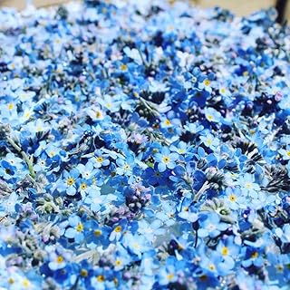 NO-GMO 450 Seeds, Forget Me Not Myosotis Flower Garden Seeds Perennial Wildflower Gardening Seeds Heirloom Seeds