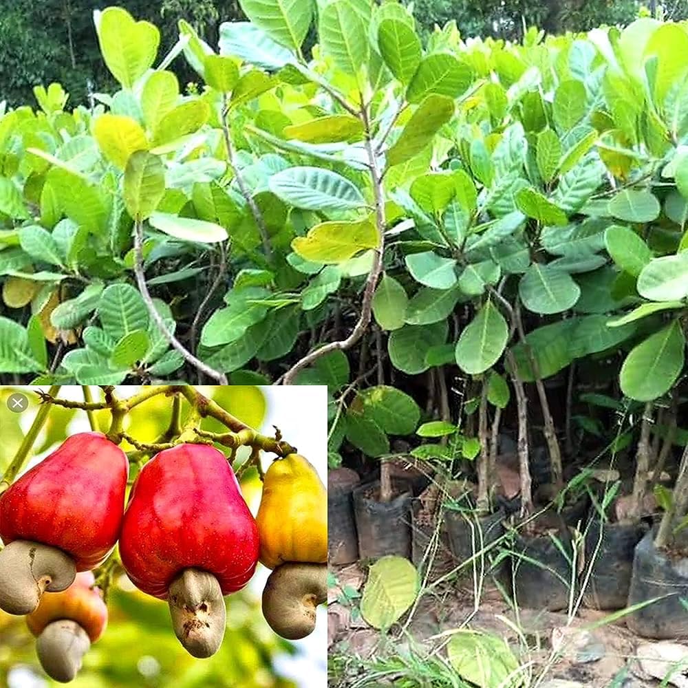 SANJU Kaju Badam Plant, Cashew Plant, Gajus Plant Air Layering Grafted Healthy Live fruit Plant Gardening > Plants (B0CMGJ3BLB) Amazon Price History, Amazon Price Tracker