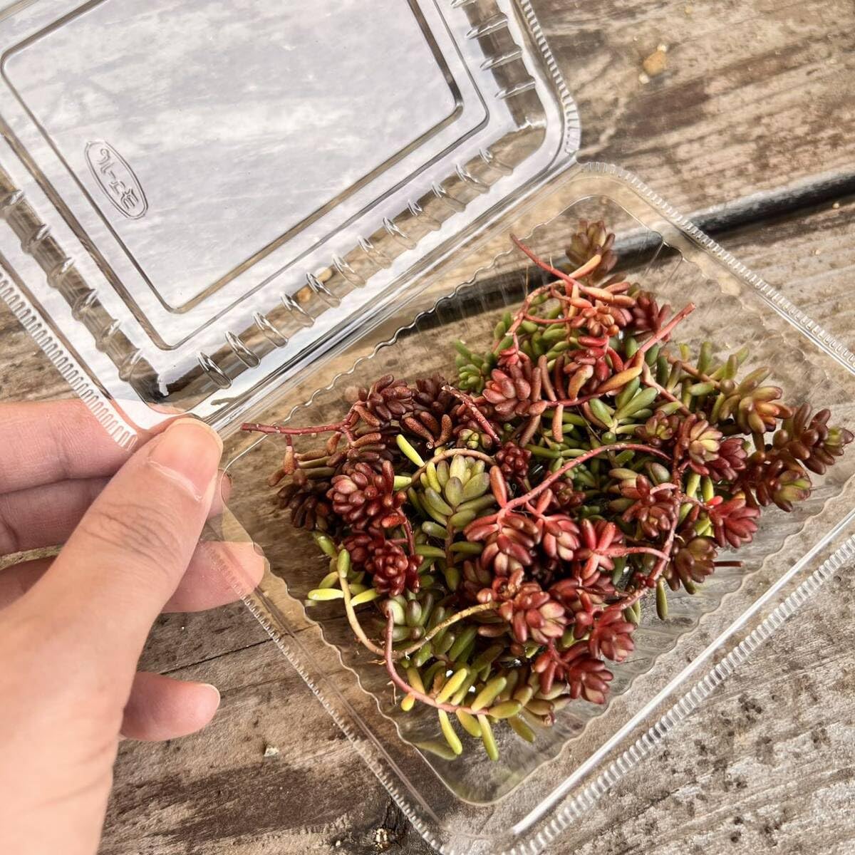 Amazon.co.jp: セダム ベッラデインベルノカット苗1パック分多肉植物