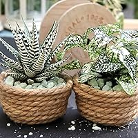 Vista 6 de joycraft Cuerda de yute de 0.315 pulgadas, cuerda de yute fuerte y resistente, cuerda de cáñamo decorativa marrón para obras de arte, jardinería