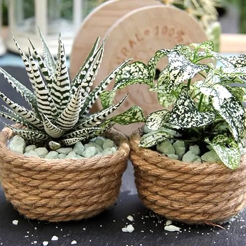 Miniatura 7 de jijAcraft Cuerda de yute de 516 pulgadas, cuerda de yute natural de 66 pies, cuerda de cáñamo fuerte, cuerda de yute gruesa marrón, cuerda