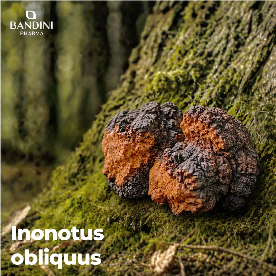 Bandini® Chaga champignon 366 comprimés | Polypore oblique - Inonotus Obliquus | Complément riche en antioxydants et polyphénols | Pour l'équilibre quotidien | Jusqu'à 1000mg par dose - Chaga Mushroom