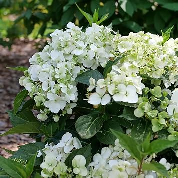 FairyTrailTM White Hydrangea- White Blooms - Proven Winners - 4" Pot
