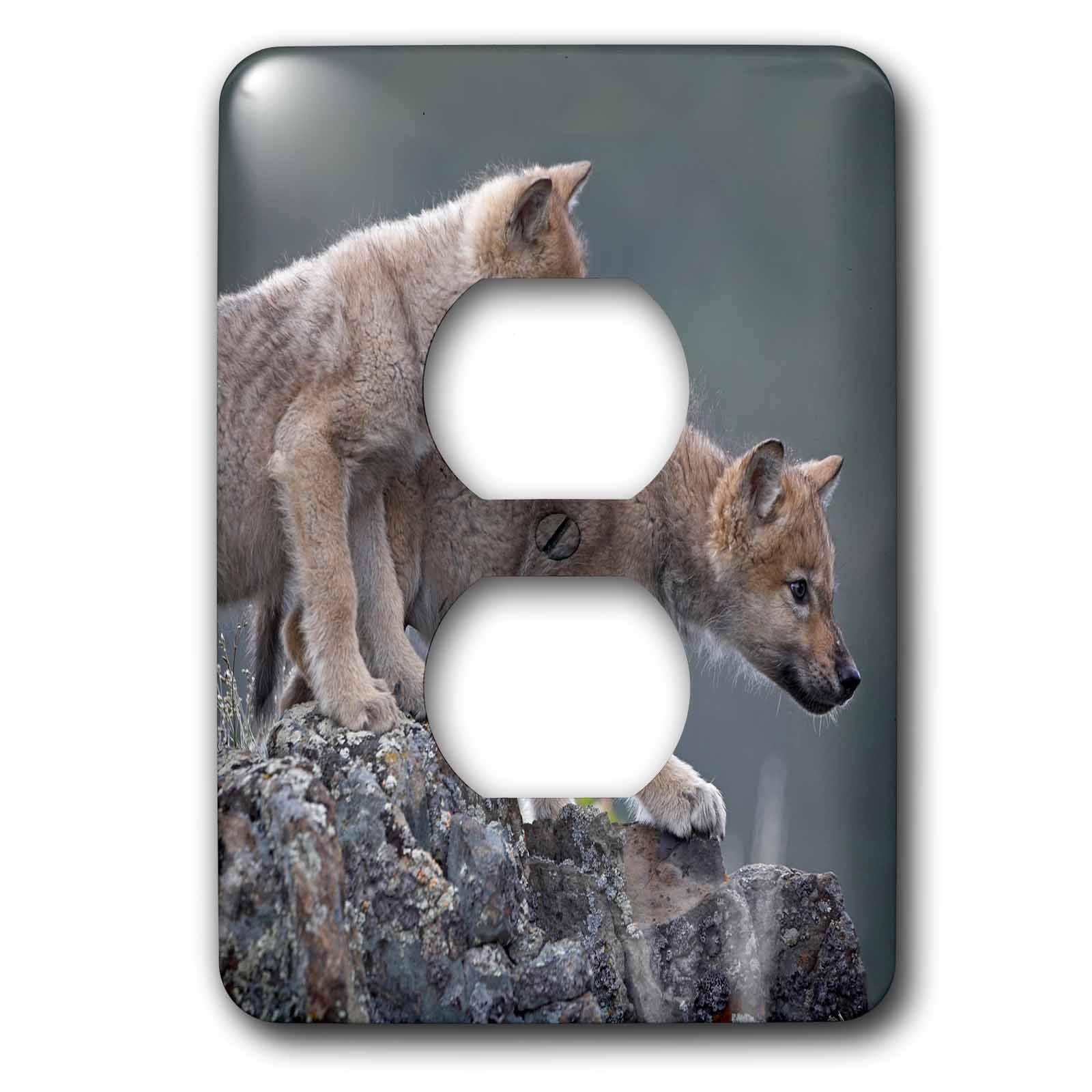 Chiots Loup Gris Solution Cache Prise Jaunie Déco Canis Lupus Montana 3dRose