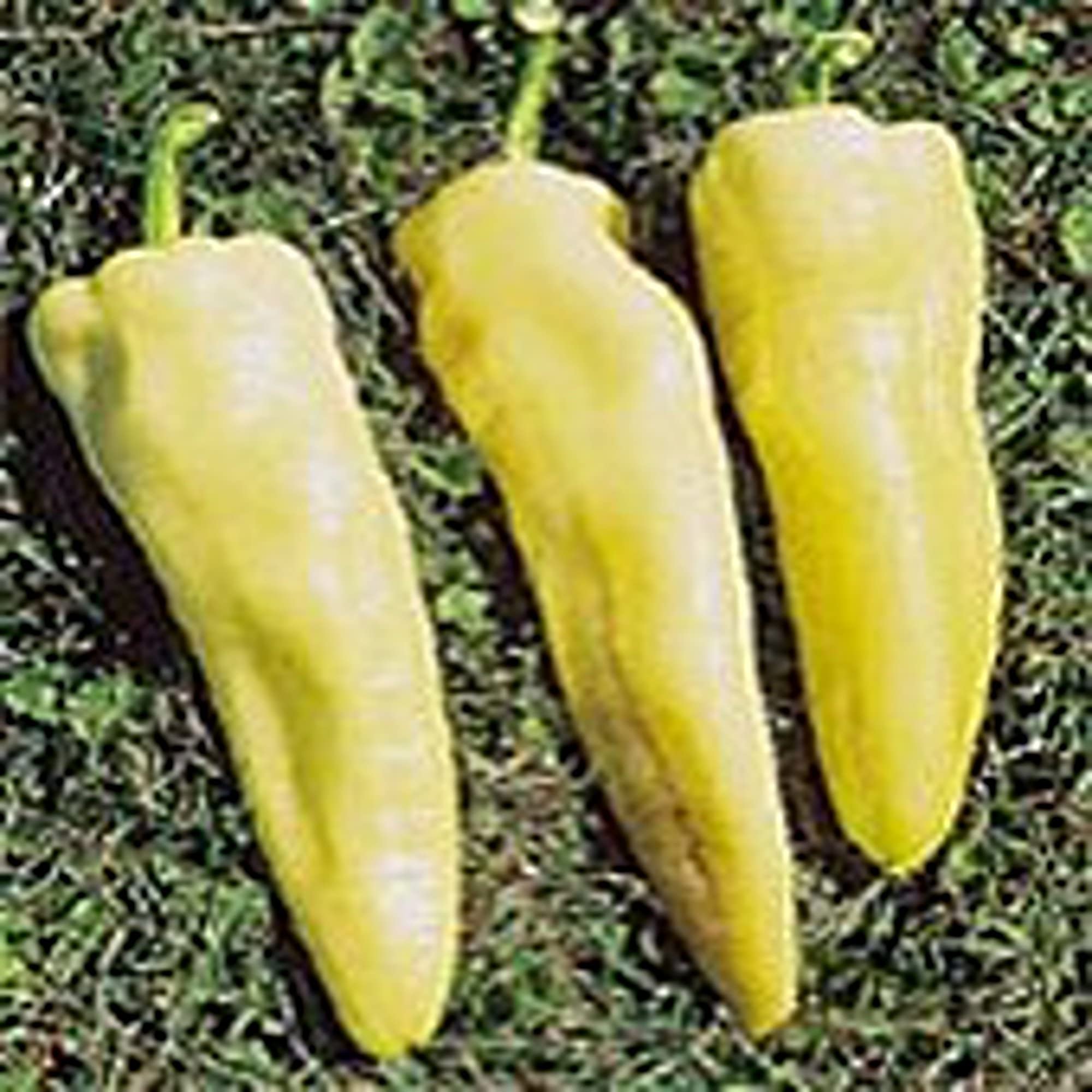 Super Hungarian Hot Peppers Seeds (20+ Seeds) | Non GMO | Vegetable Fruit Herb Flower Seeds for Planting | Home Garden Greenhouse Pack