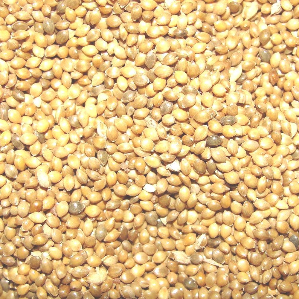 ZM Thinai/Kangni Seed Bird Food/Millet Seeds for Birds 1kg (B08YRTTQC9) Amazon Price History, Amazon Price Tracker