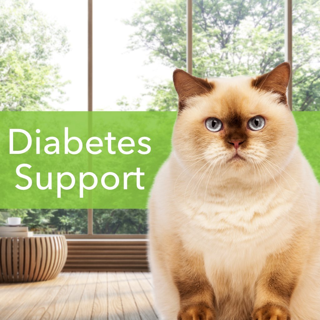 blood sugar gold for cats