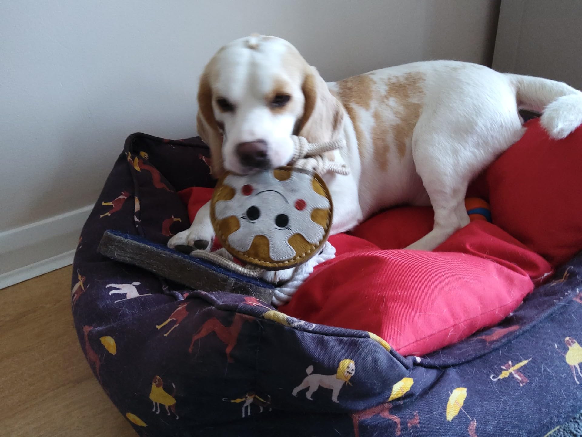Ruggles Dog Toy - Tough Suede Dog Toy - Tug, throw, chew (Doughnut), Multi Coloured