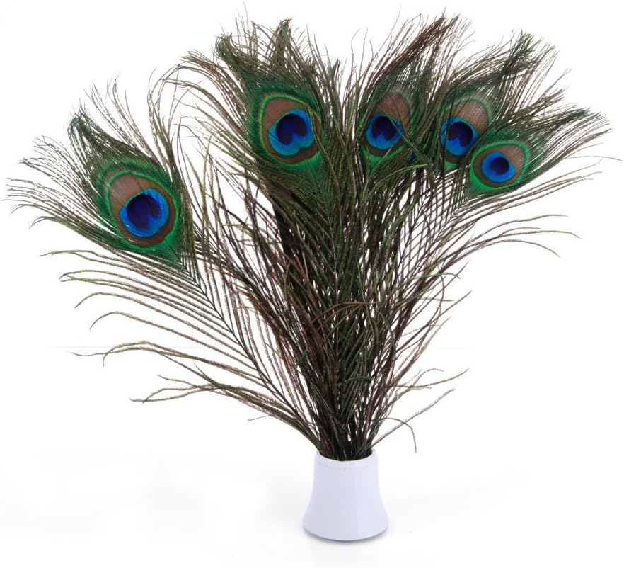 PACOLO Real Natural Peacock Feathers Great Wedding Christmas Halloween Decorations House Decoration 10-12" (25~30cm) (20)