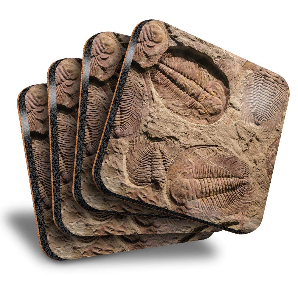 Destination Vinyl Ltd Great Coasters (Set of 4) Square - Fossil Trilobite Dinosaur Drink Glossy Coasters/Tabletop Protection for Any Table Type #45062
