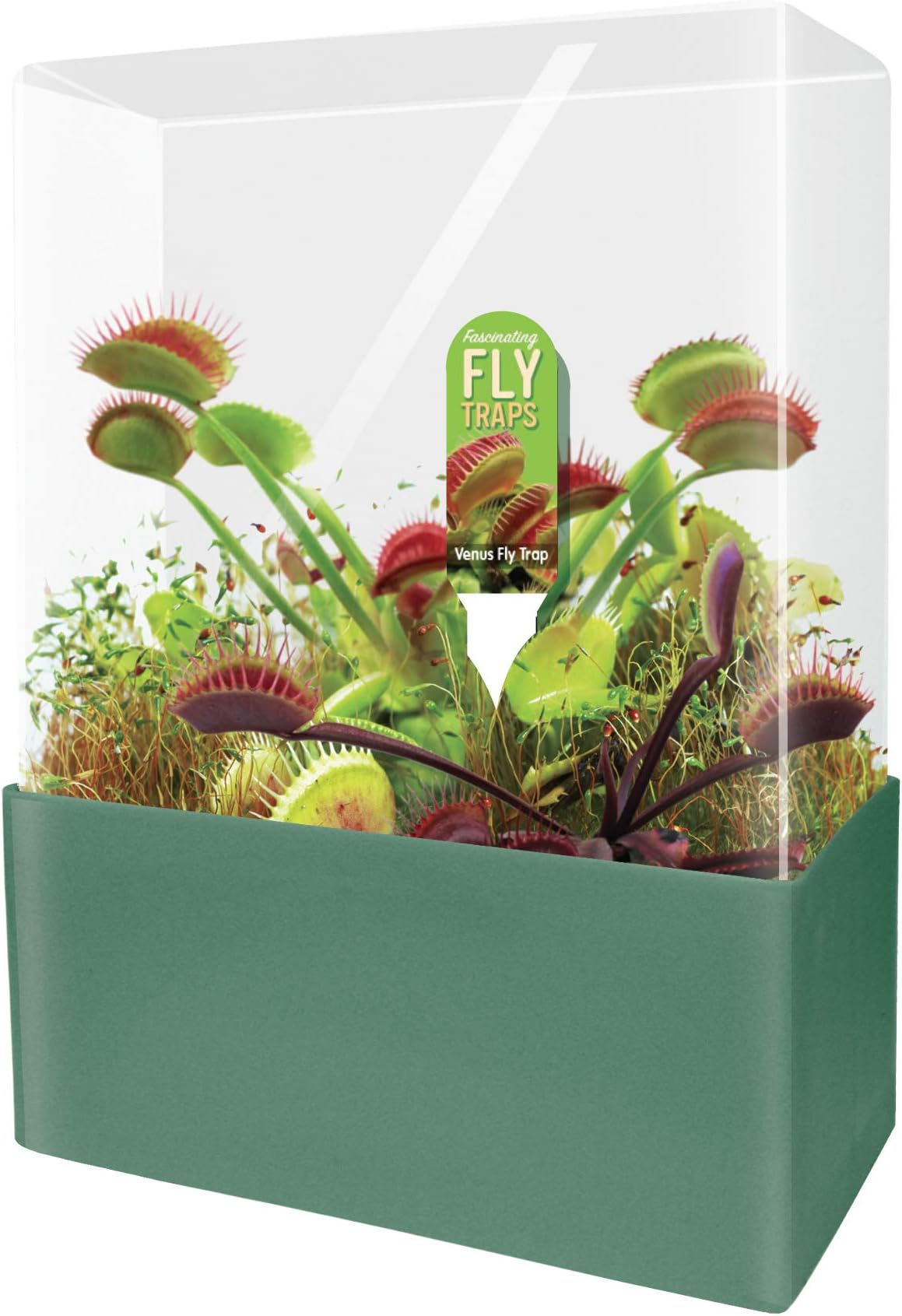 Unique Gardener Grow Your Own Venus Fly Trap, Complete Adults Square Terrarium Starter Kit to Plant Fascinating Man Eating Fly Traps, Includes All Supplies for Indoor Flytrap Terrariums