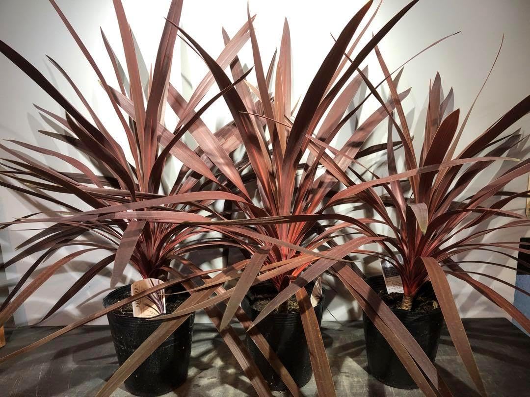 ドラセナレッドスター　赤ドラ　苗木　3株セット　高さ約70cm(現物)お買い得 ドラセナレッドスター 赤ドラ 苗木 3株セット 高さ約70cm 現物 楽天市場】