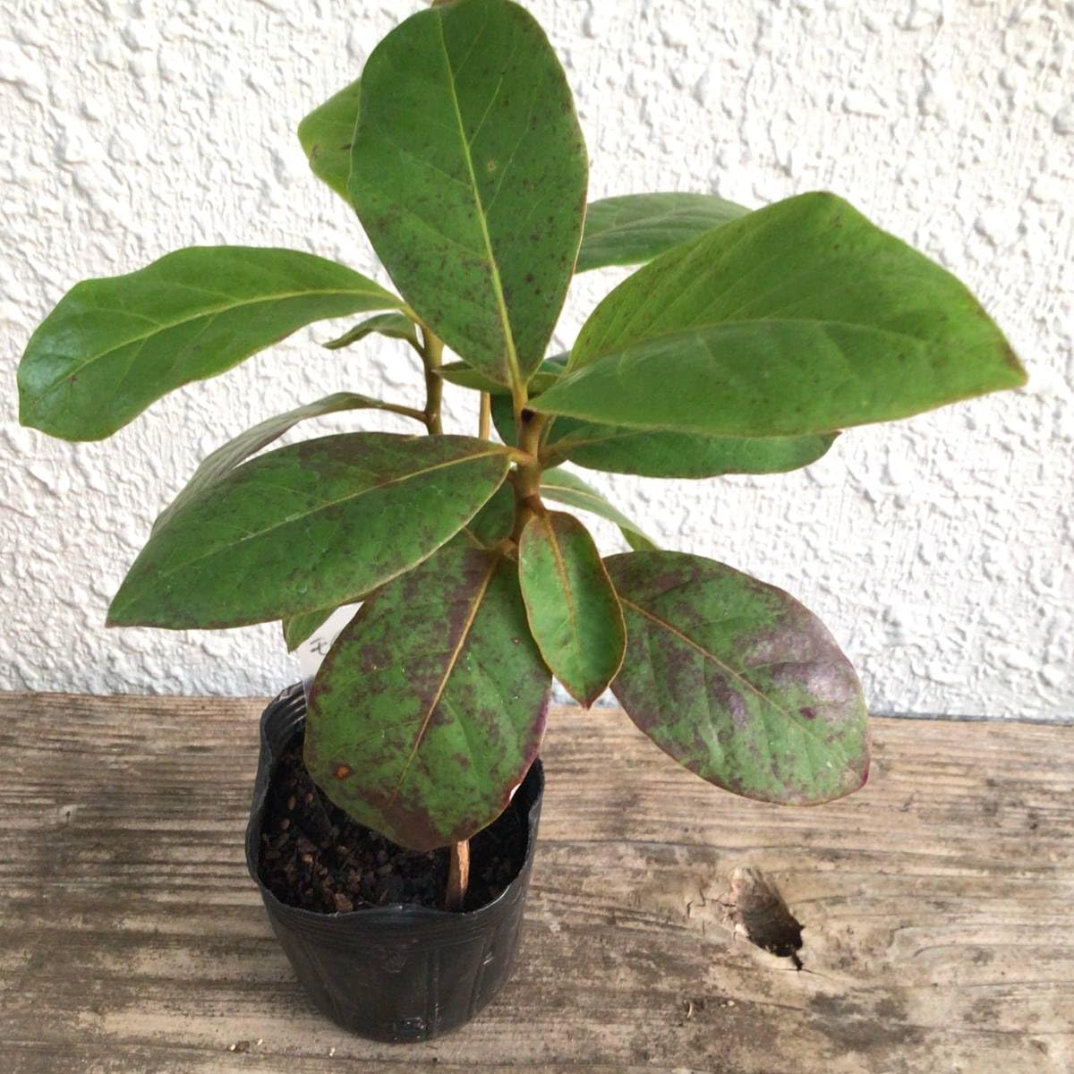 Amazon.co.jp: 3本セット！双葉が落ち、木質化が始まっている苗です