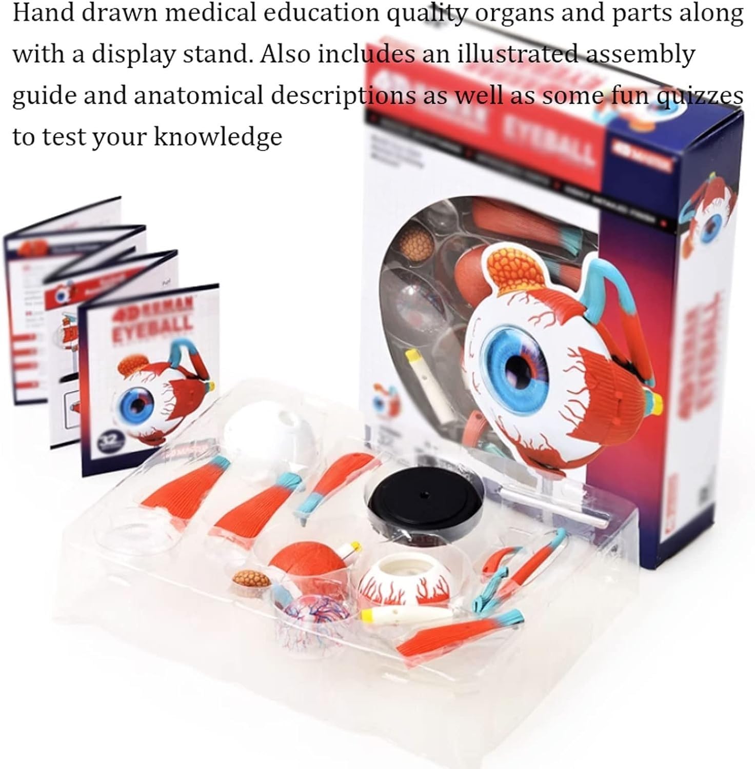 Anatomía De La Educación Modelo Anatómico Médico 4d, De Anatomía del Globo Ocular Humano, 32 Piezas Extraíbles para Aula Ciencias Muñeca de Anatomía