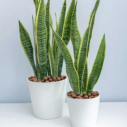 Vista 42 de Halatool Guijarros de arcilla expandida de 12 libras para plantas en maceta, bolas de leca de arcilla orgánica Lightweitht para hidroponía