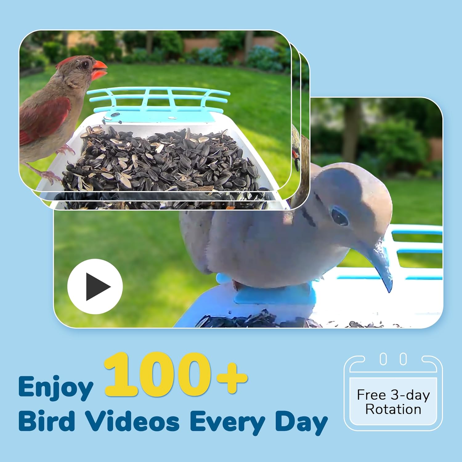 Collage of bird videos captured by the feeder camera