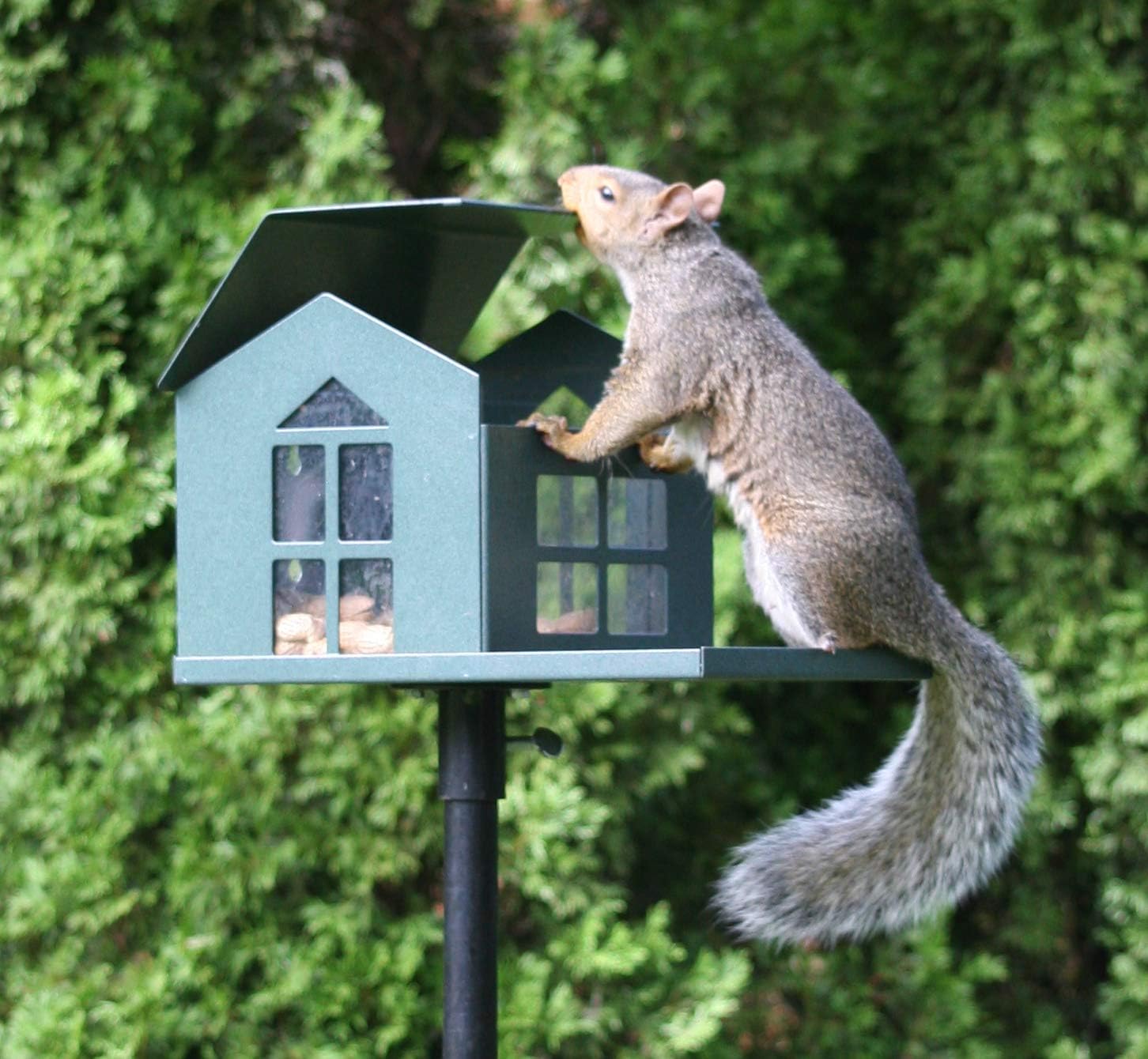Durable Bird Proof Squirrel Feeder - If You Can't Beat Them, Feed Them