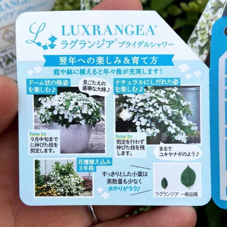 Amazon.co.jp: ノーブランド品 ハイドランジア(アジサイ) ラグランジア
