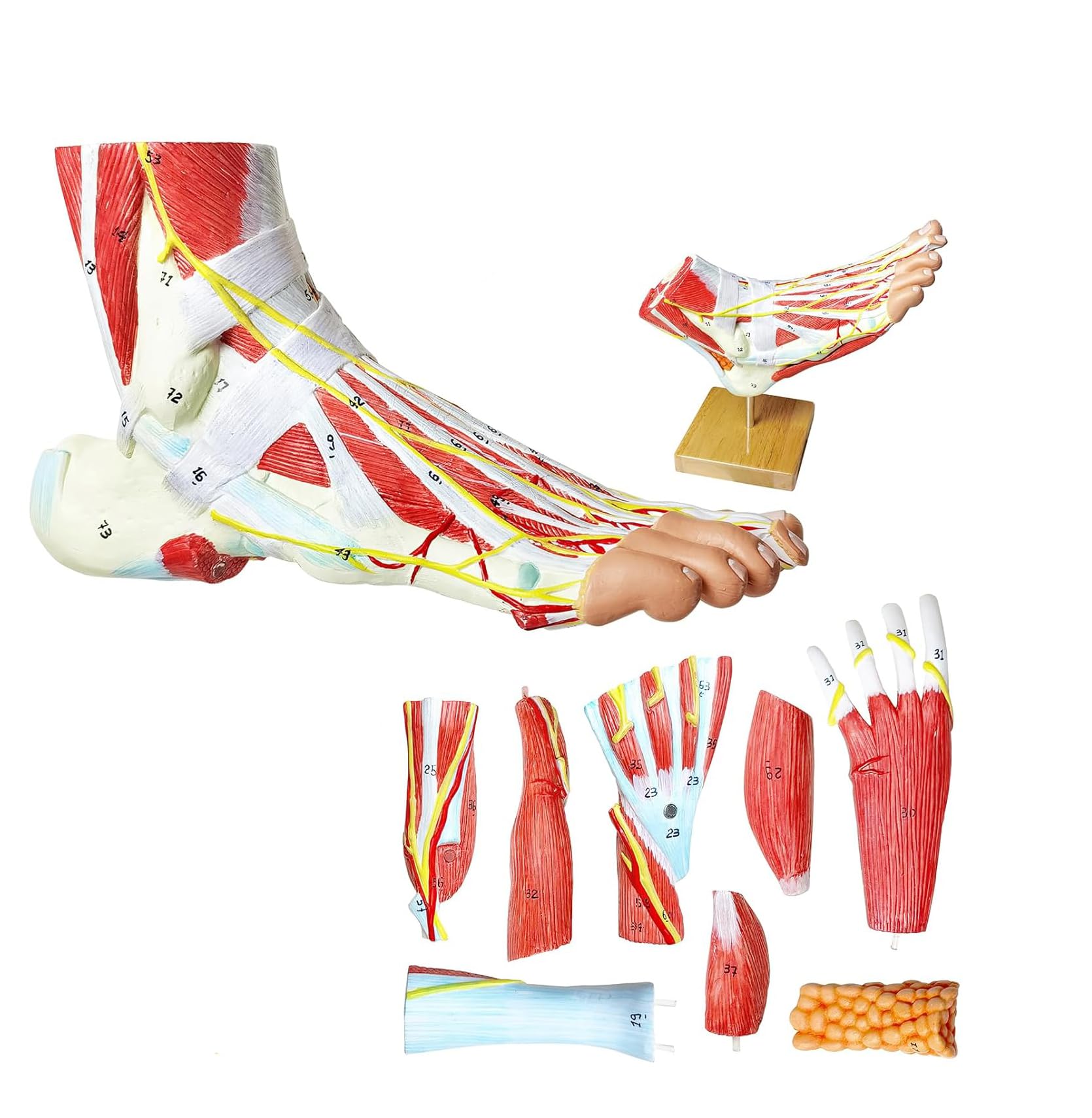 YNIYUJKL Foot Anatomy Model, 9-Part Natural Anatomical Model Of The Human Foot With Bones, Muscles, Ligaments, Nerves, And Blood Vessels